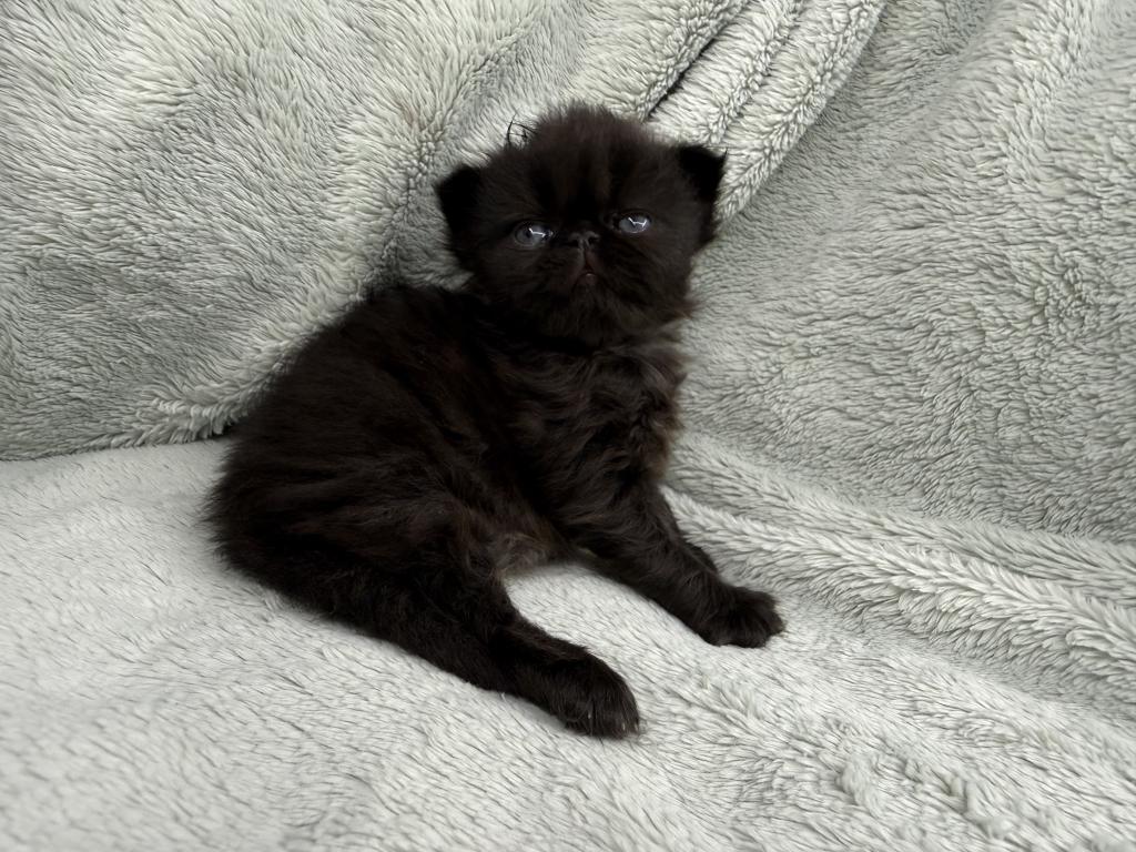 Ophelia photo 3