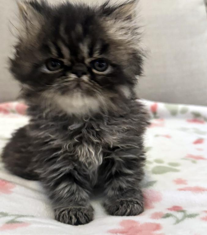 Panda Is A Beautiful Chocolate Tabby Boy photo 8