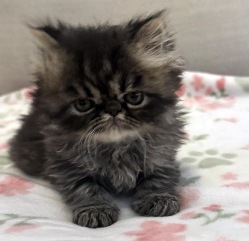 Panda Is A Beautiful Chocolate Tabby Boy photo 6