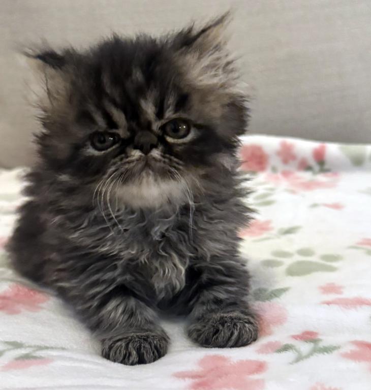 Panda Is A Beautiful Chocolate Tabby Boy photo 7