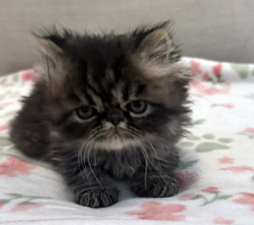 Panda Is A Beautiful Chocolate Tabby Boy