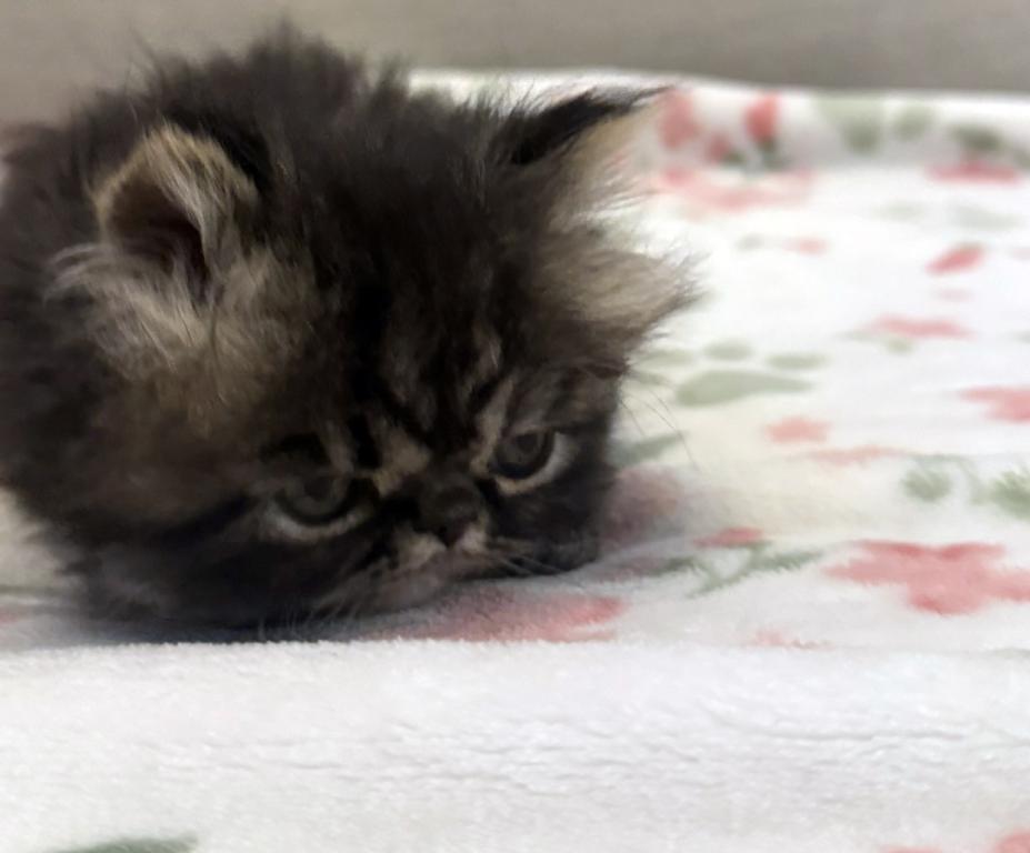 Panda Is A Beautiful Chocolate Tabby Boy photo 5