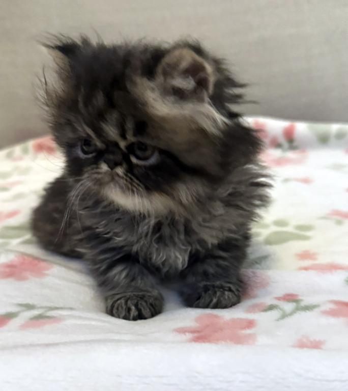Panda Is A Beautiful Chocolate Tabby Boy photo 10