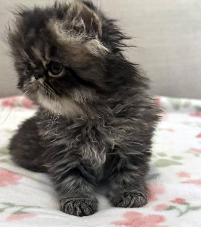 Panda Is A Beautiful Chocolate Tabby Boy photo 9