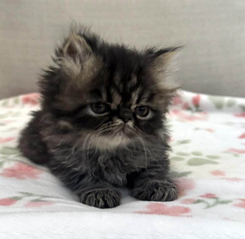 Panda Is A Beautiful Chocolate Tabby Boy photo 3