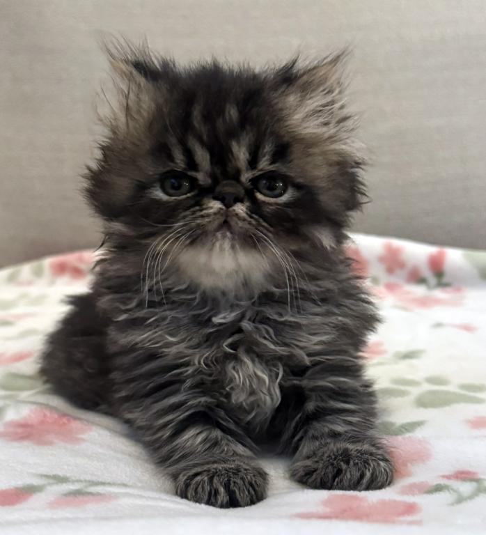 Panda Is A Beautiful Chocolate Tabby Boy photo 2