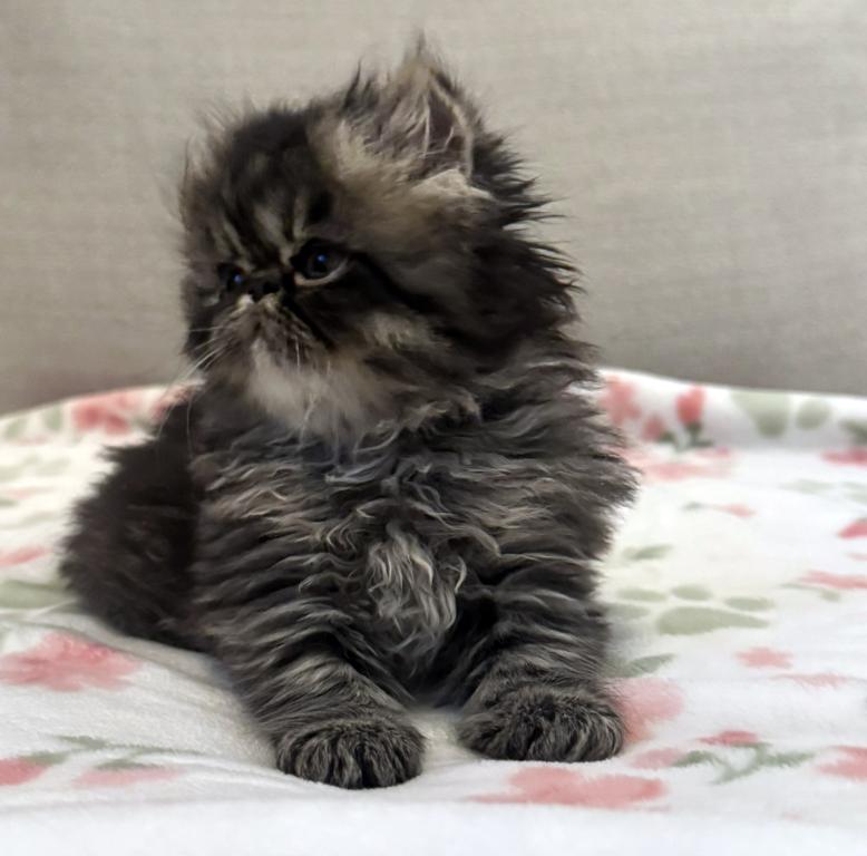 Panda Is A Beautiful Chocolate Tabby Boy photo 4