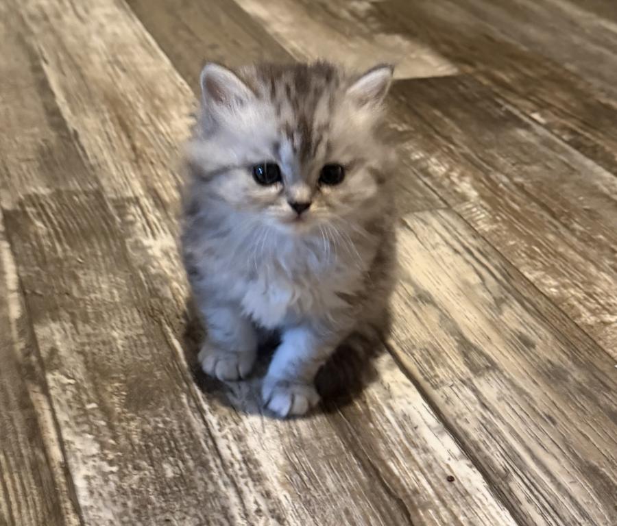 Charlie And Whiskers