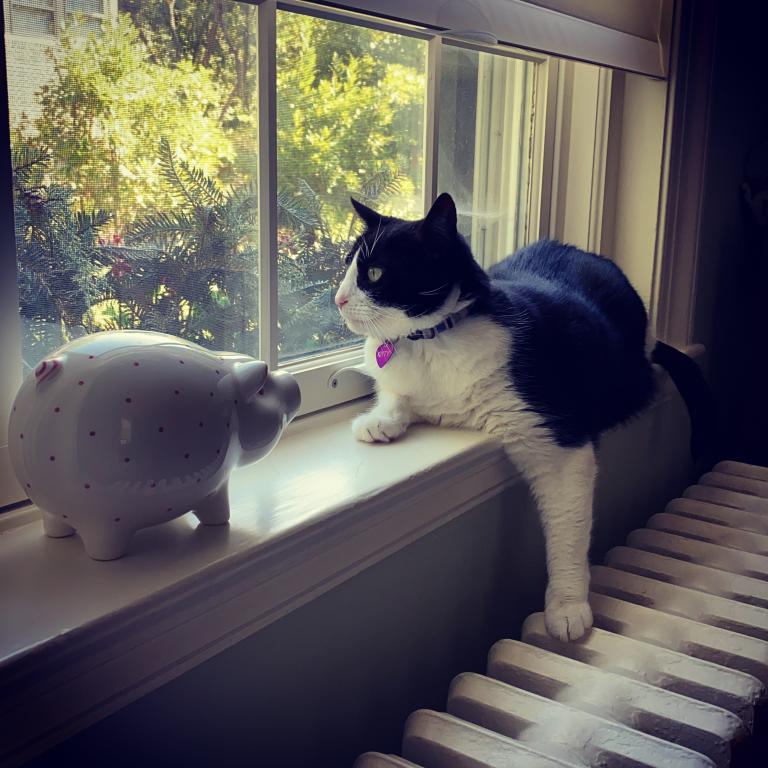 Kitty photo 4
