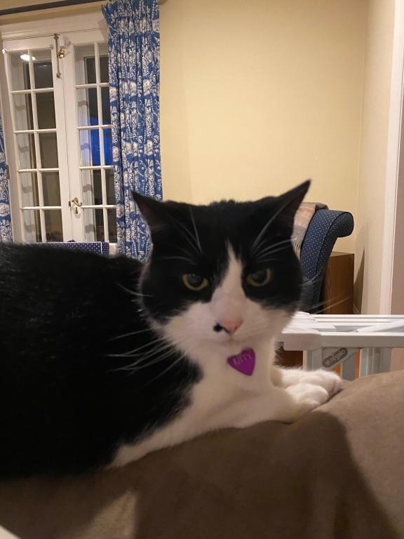 Kitty photo 7