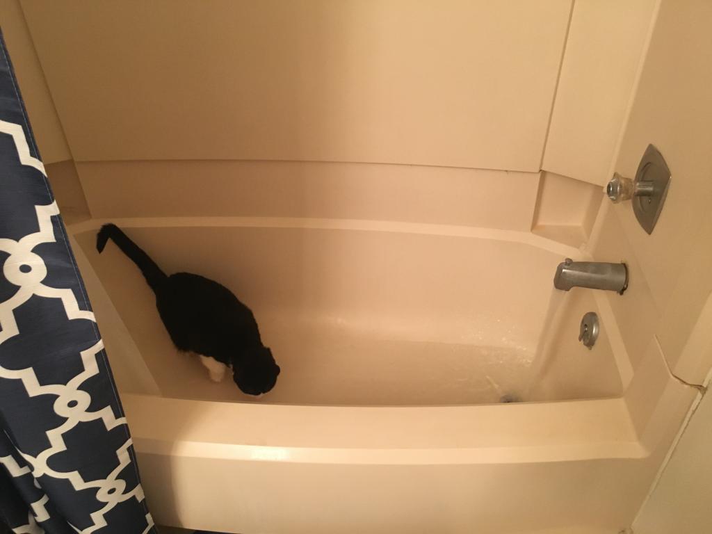 Kitty photo 8