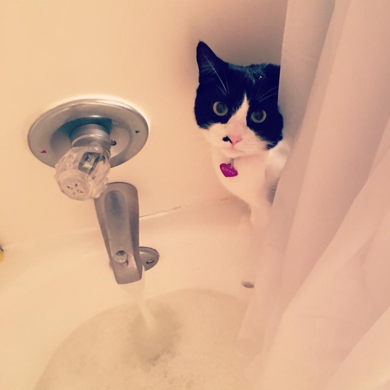 Kitty photo 1