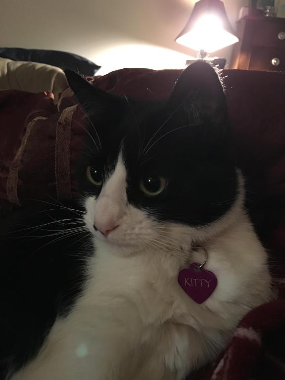 Kitty photo 2