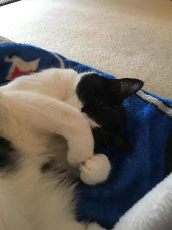 Kitty photo 6