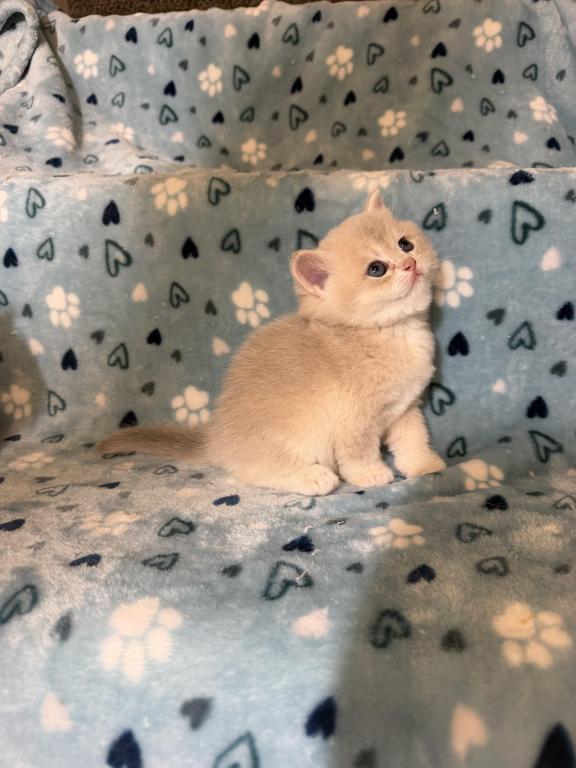 Lily photo 3