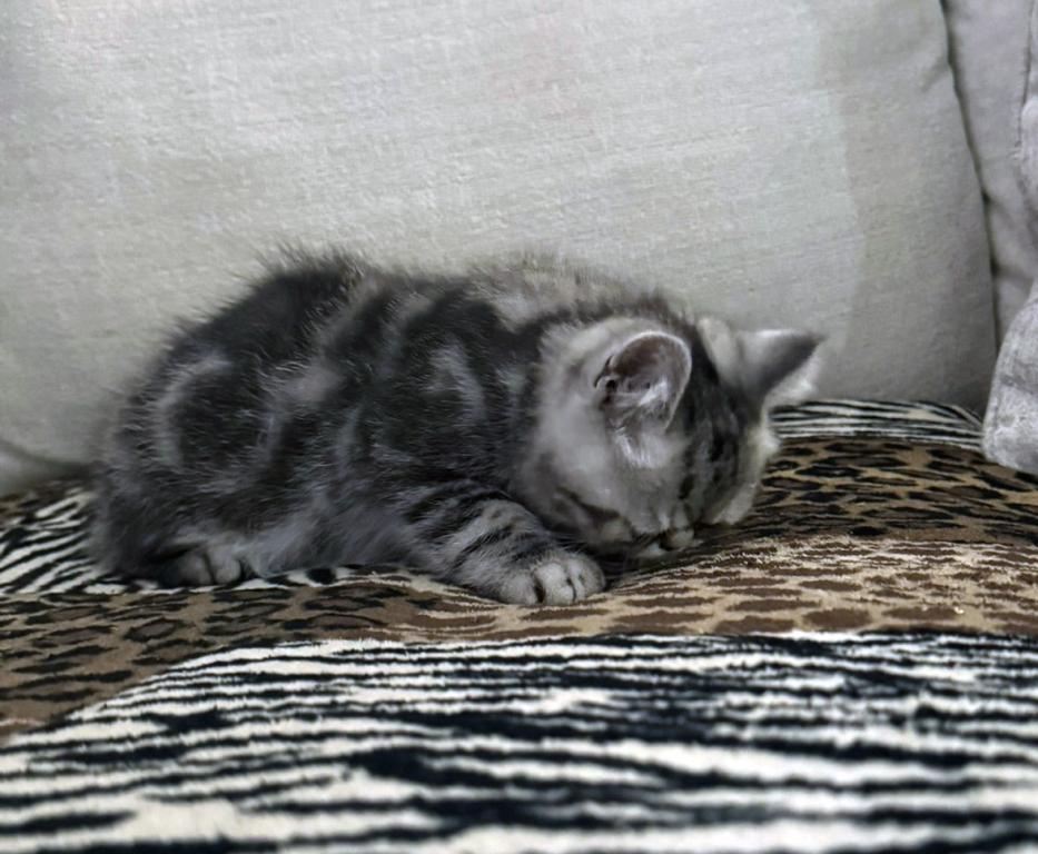 Ace Is A Beautiful Silver Tabby photo 4