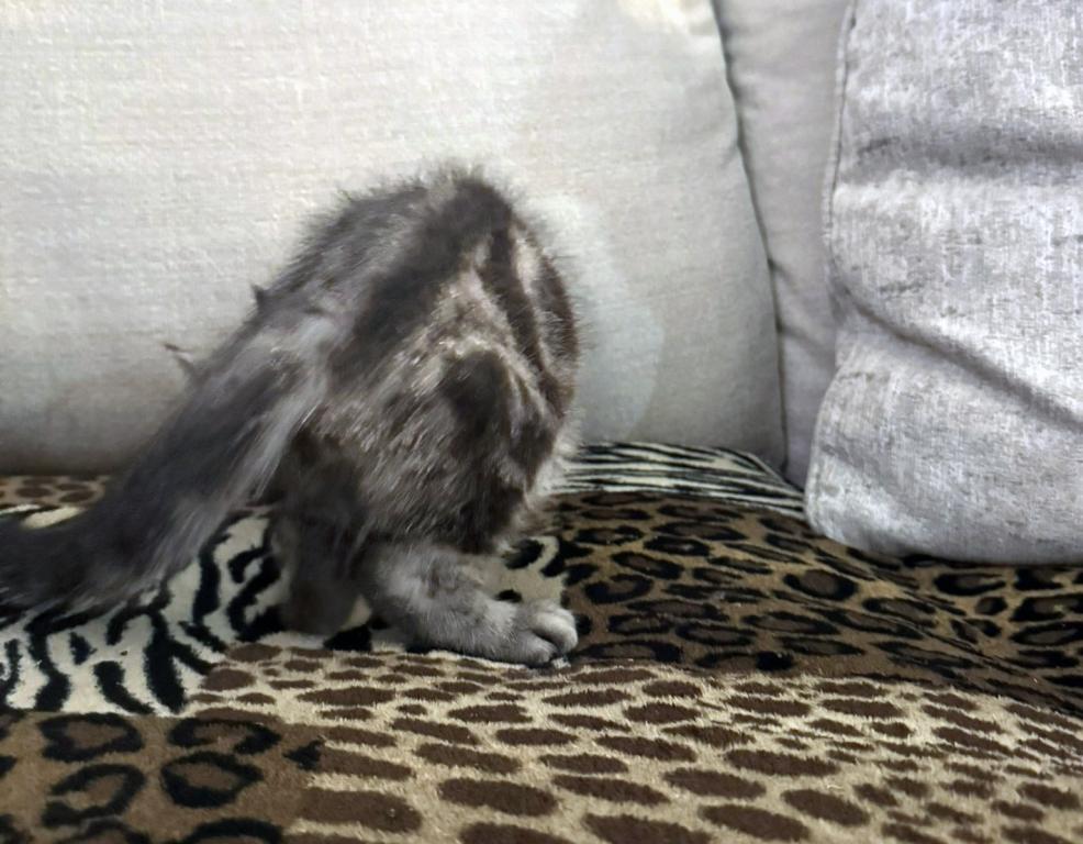 Ace Is A Beautiful Silver Tabby photo 5