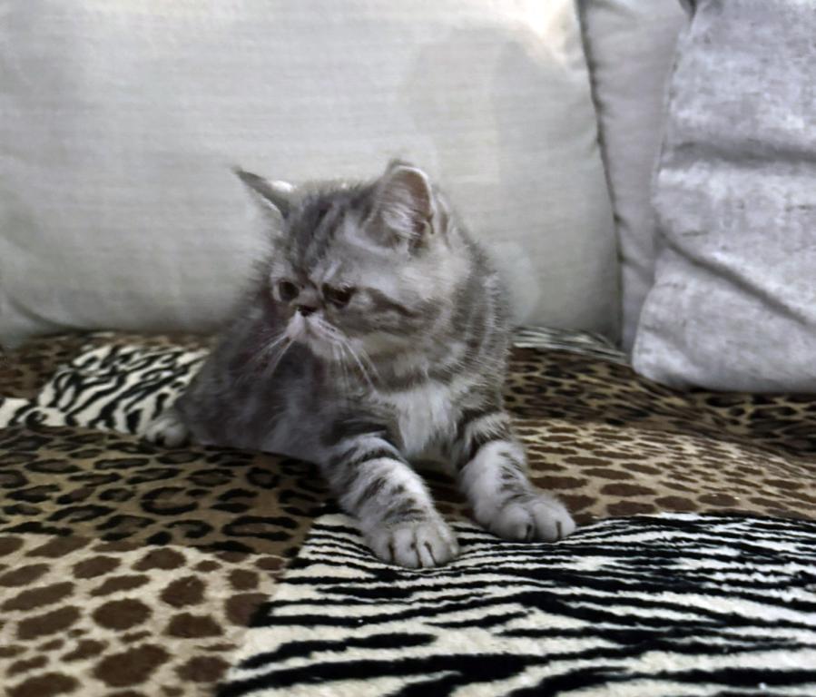 Ace Is A Beautiful Silver Tabby photo 9
