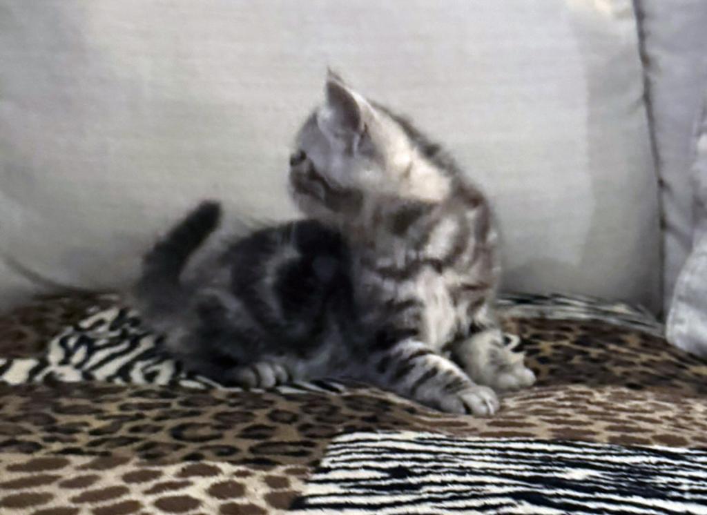 Ace Is A Beautiful Silver Tabby photo 2