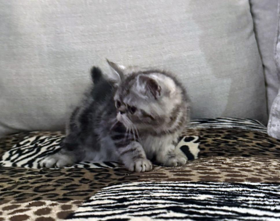 Ace Is A Beautiful Silver Tabby photo 6
