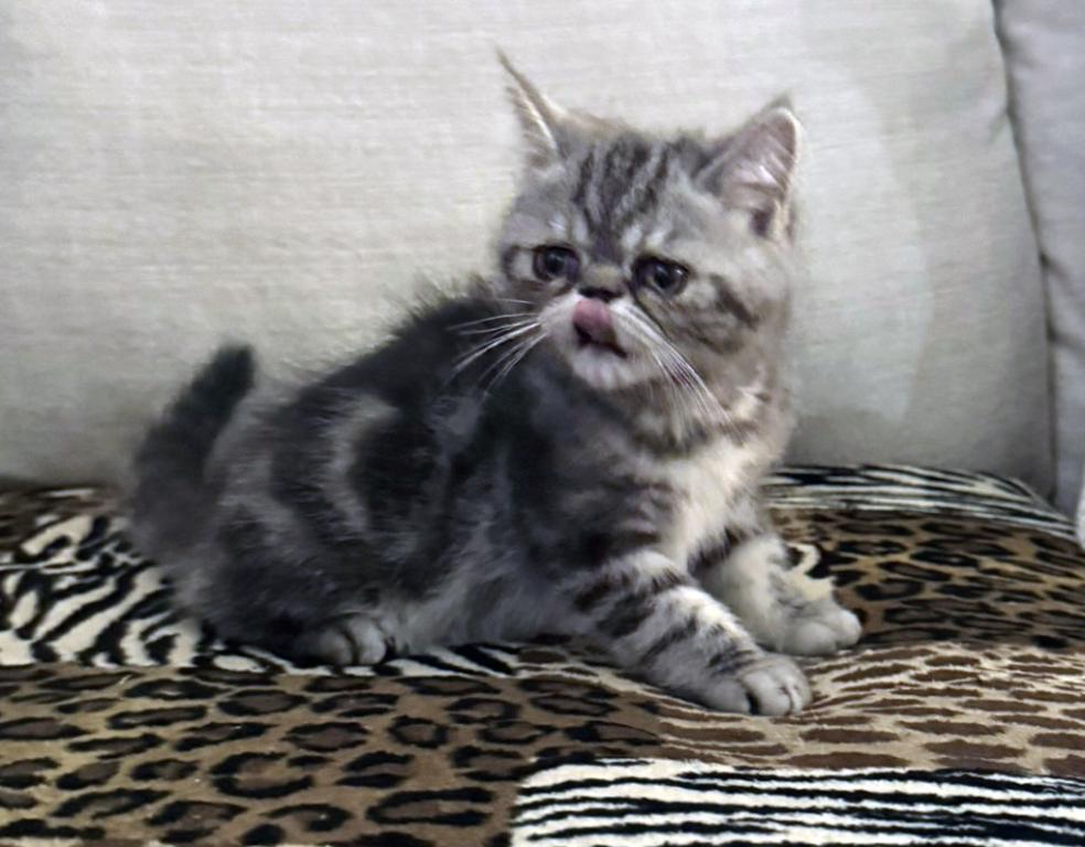 Ace Is A Beautiful Silver Tabby photo 3