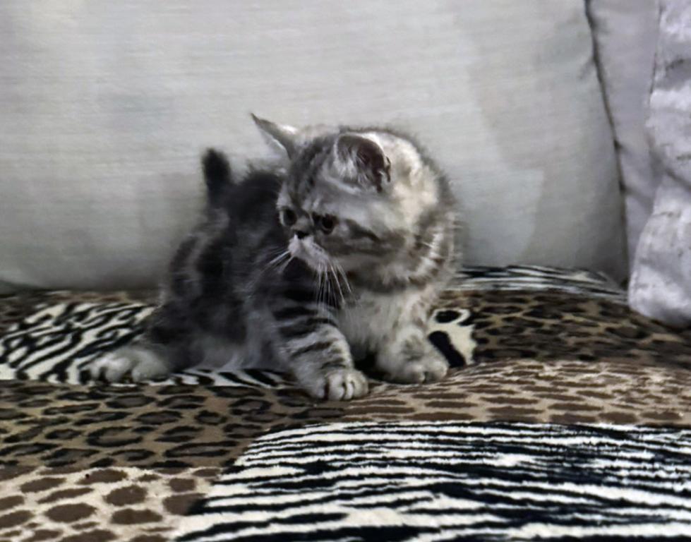 Ace Is A Beautiful Silver Tabby photo 7