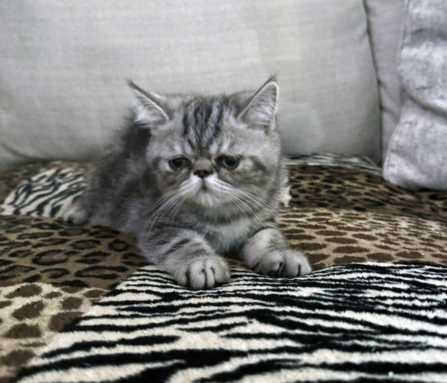 Ace Is A Beautiful Silver Tabby photo 8