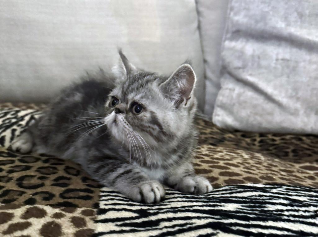 Ace Is A Beautiful Silver Tabby photo 1