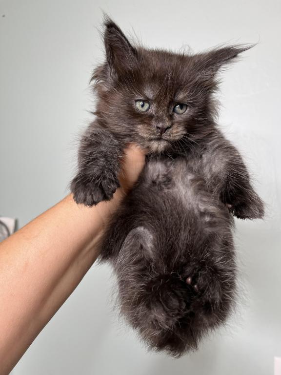Beautiful Super Smokey Female photo 3