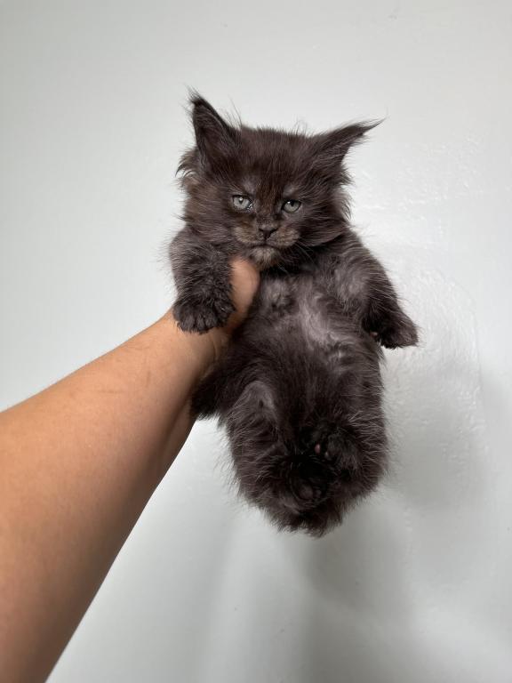 Beautiful Super Smokey Female