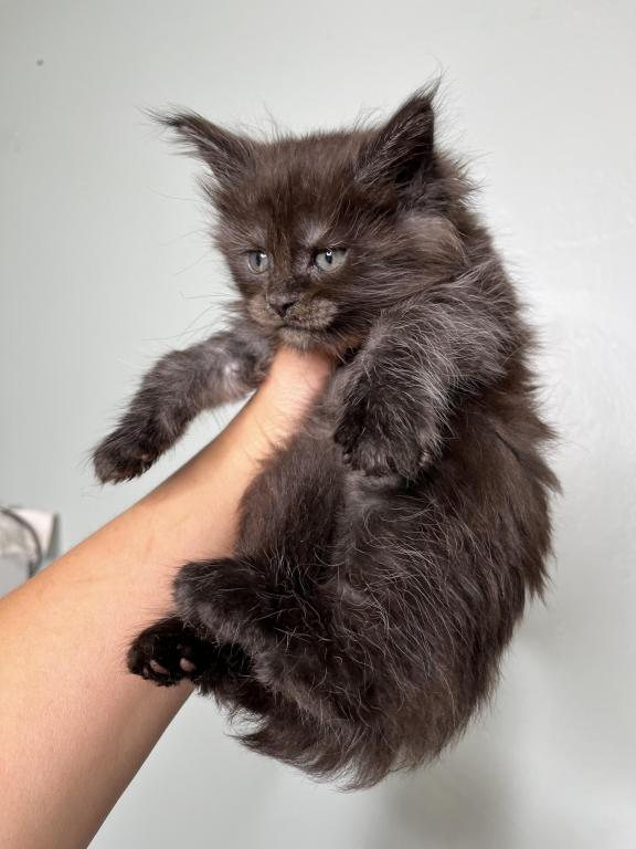 Beautiful Super Smokey Female photo 2