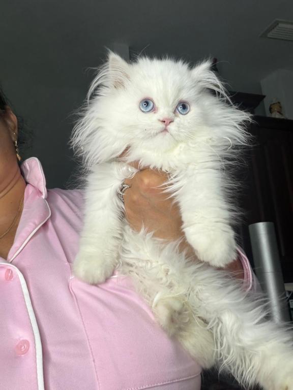 White Persian Male Kitten photo 4