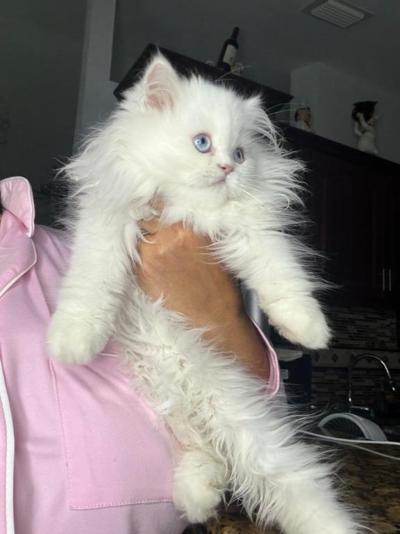 White Persian Male Kitten photo 3