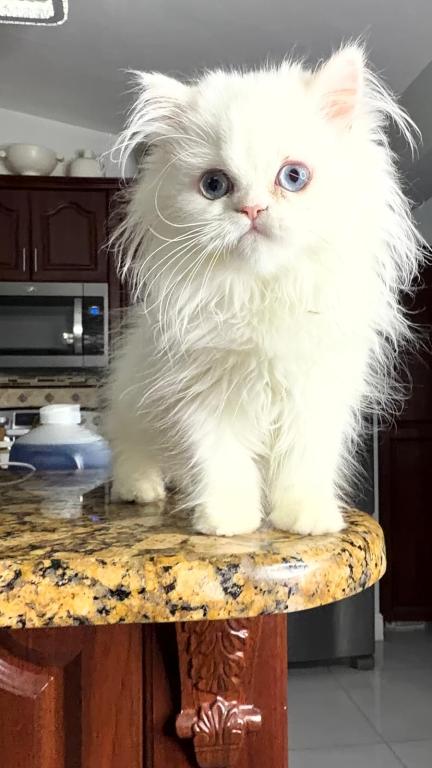 White Persian Male Kitten photo 1