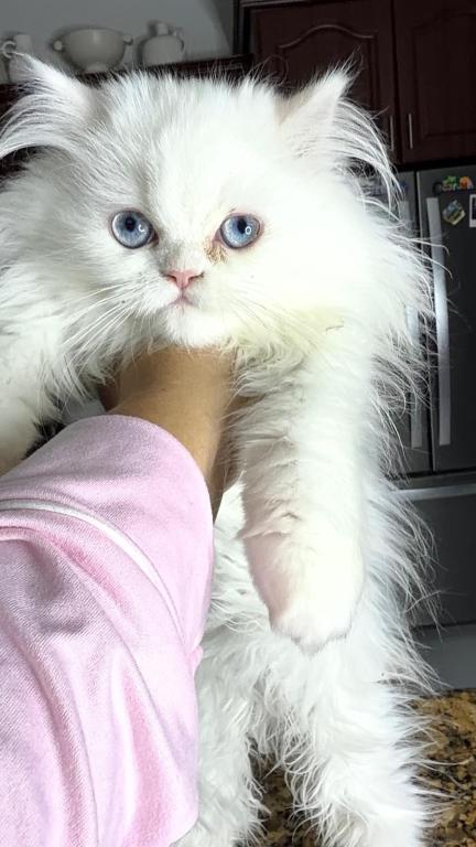 White Persian Male Kitten photo 2