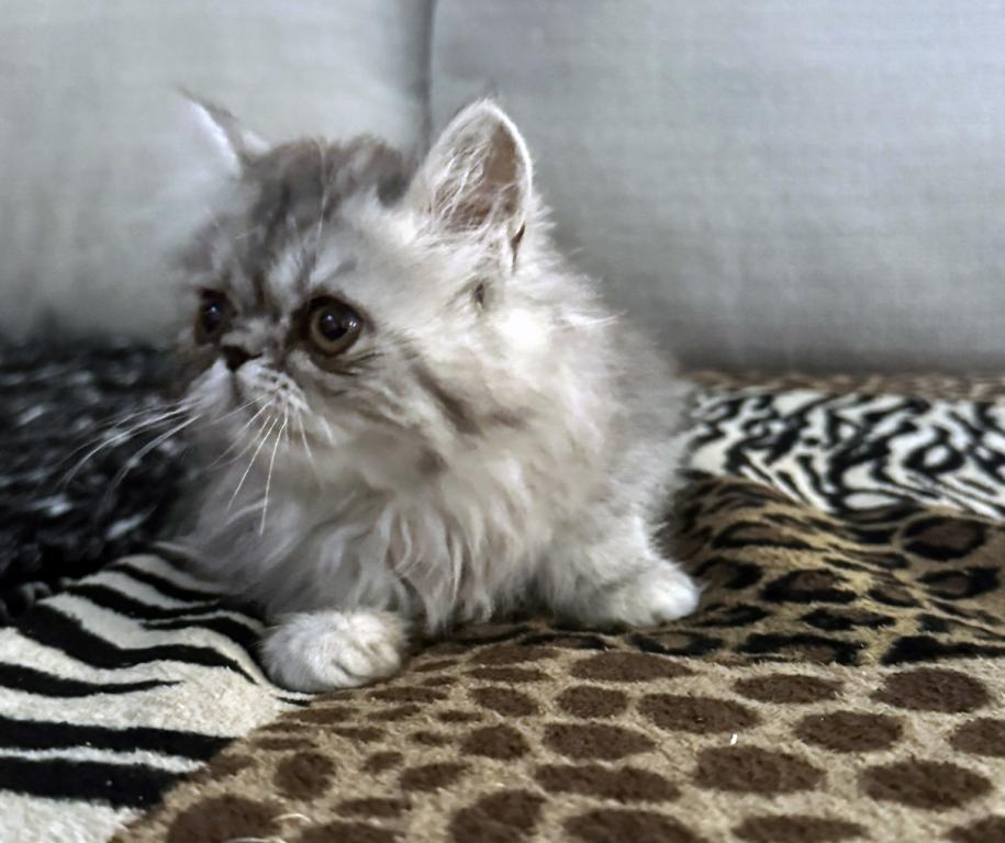 Fuffy A Gorgeous Silver Tabby Girl photo 2