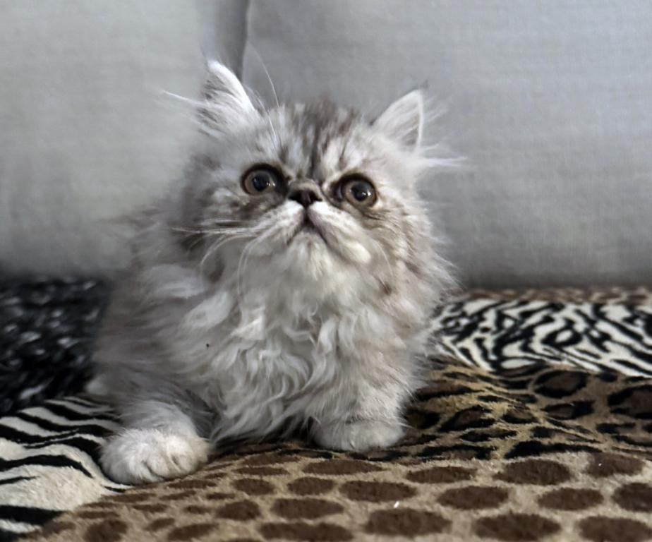 Fuffy A Gorgeous Silver Tabby Girl photo 3
