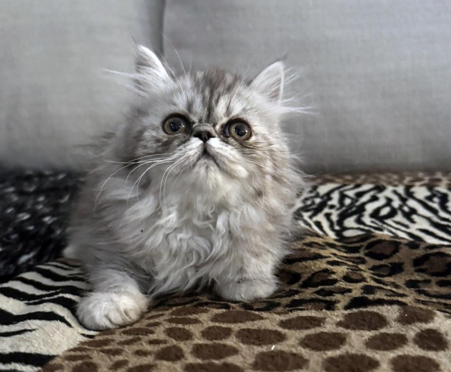Fuffy A Gorgeous Silver Tabby Girl photo 5