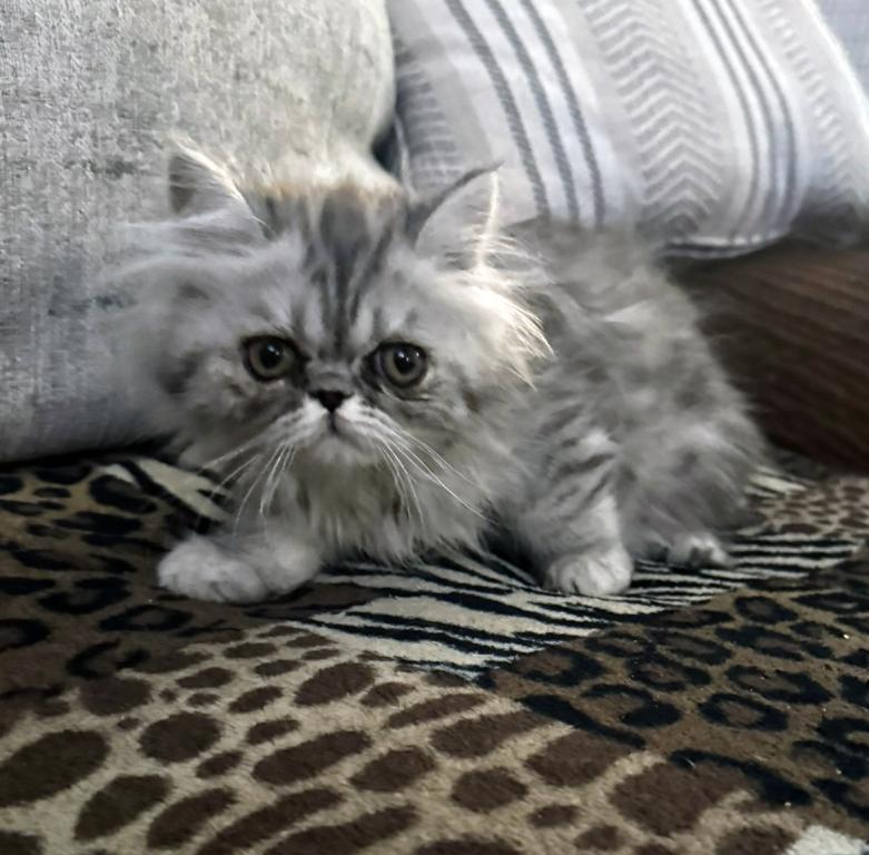 Fuffy A Gorgeous Silver Tabby Girl photo 1