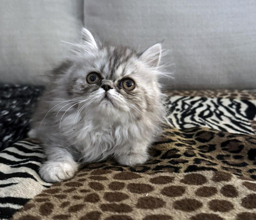 Fuffy A Gorgeous Silver Tabby Girl photo 4