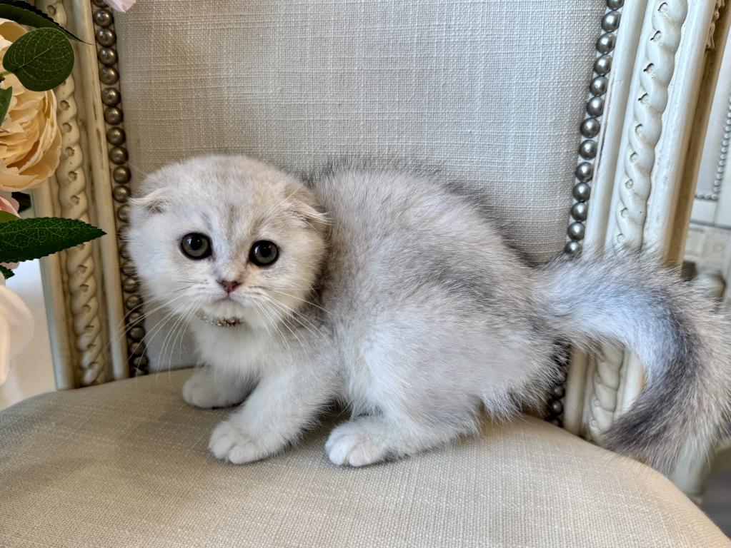 Scottish Fold Silver Chinchilla Female 2 photo 1