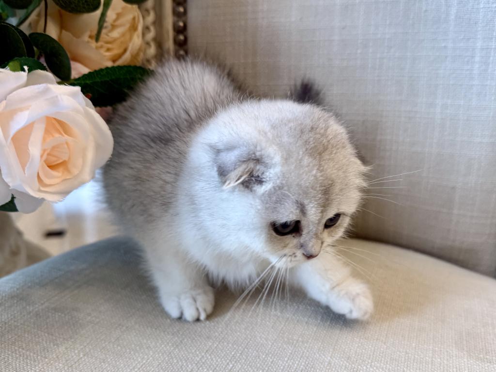 Scottish Fold Silver Chinchilla Female 2 photo 3