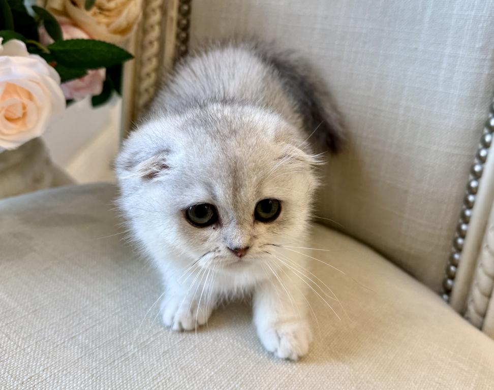Scottish Fold Silver Chinchilla Female 2 photo 4