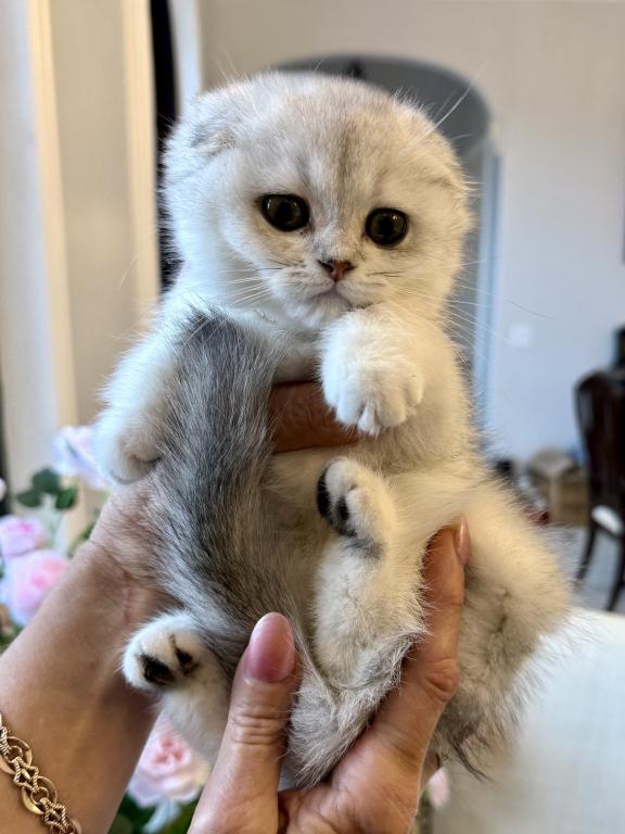 Scottish Fold Silver Chinchilla Female 2 photo 2