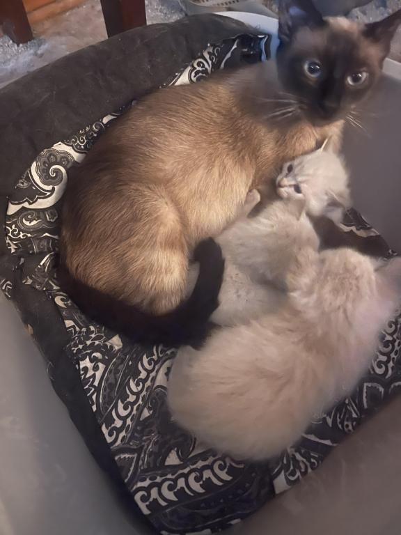 Summer Male Litter photo 3