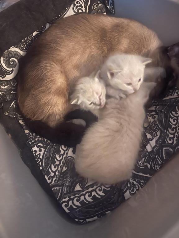 Summer Male Litter photo 5