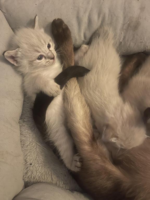 Summer Male Litter photo 4
