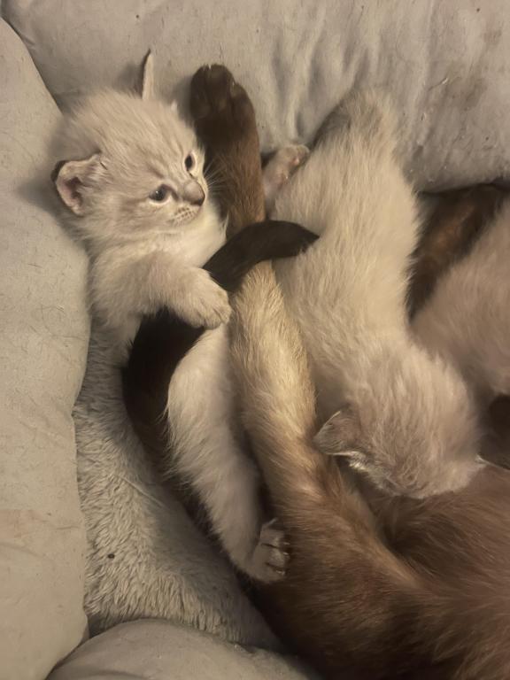 Summer Male Litter photo 1