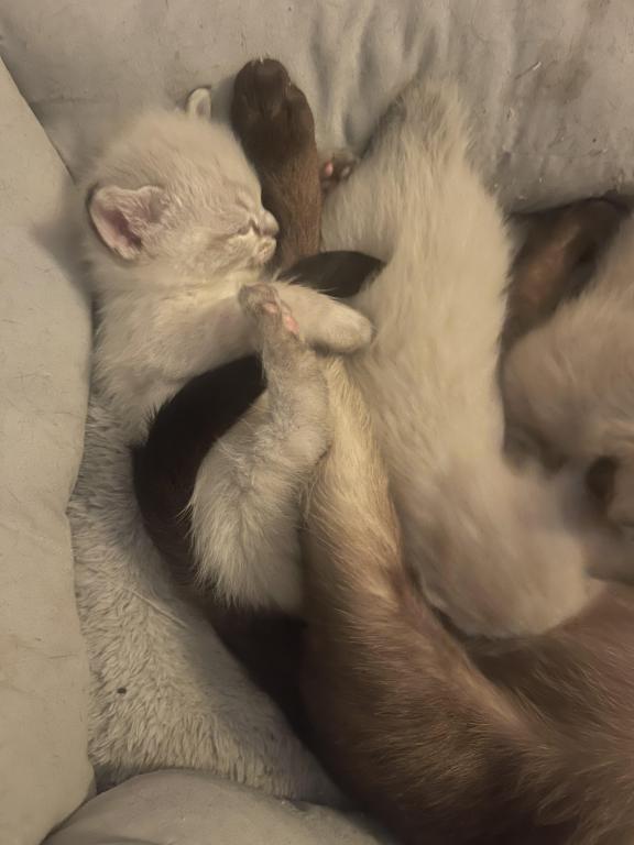 Summer Male Litter photo 2
