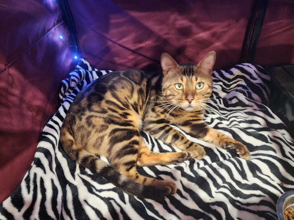 Bengal Kitten Male Available For Sale photo 5